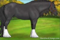 Horse Color:Smoky Black 