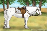 Horse Color:Silver Amber Champagne Dun Appaloosa 