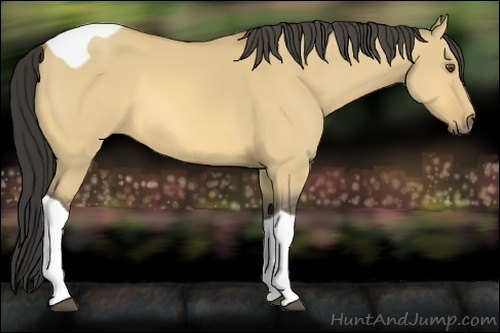 Horse Color:Buckskin Dun Tobiano