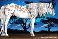 Horse Color:Silver Bay Roan Splash Appaloosa 