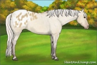 Horse Color:Silver Bay Dun Appaloosa Rabicano 