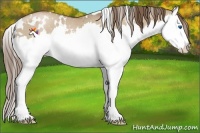 Horse Color:White Spotted Grullo Pearl Splash
