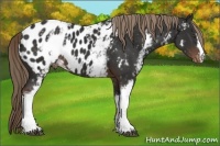 Horse Color:White Spotted Liver Chestnut Appaloosa 
