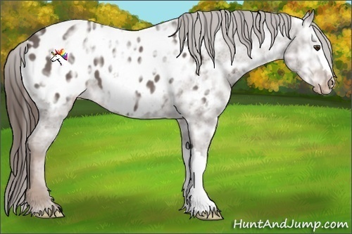 Horse Color:Liver Chestnut Ice Appaloosa 