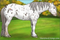 Horse Color:Liver Chestnut Ice Appaloosa