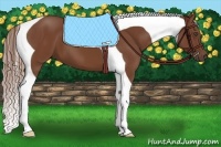 Horse Color:Chestnut Tobiano