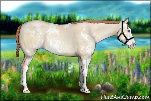 Horse Color:Buckskin Pearl Dun Sabino 