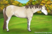 Horse Color:Grullo Pearl Sabino