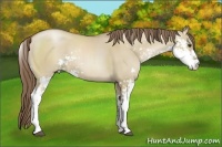 Horse Color:Grullo Pearl Sabino