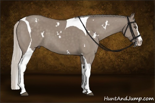Horse Color:White Spotted Silver Grullo Splash Tobiano 