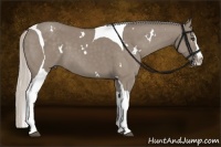 Horse Color:White Spotted Silver Grullo Splash Tobiano 