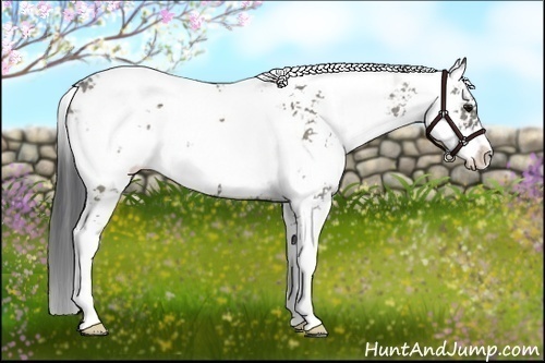 Horse Color:Grullo Sabino 