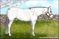 Horse Color:Grullo Sabino 