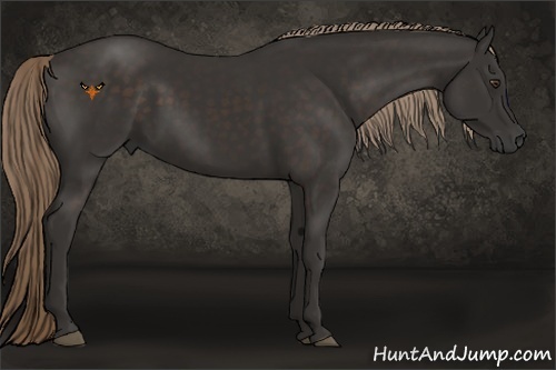 Horse Color:Liver Chestnut 