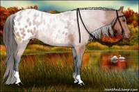 Horse Color:Bay Roan Appaloosa 
