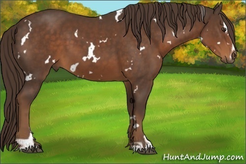 Horse Color:White Spotted Liver Chestnut Sabino