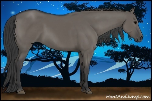 Horse Color:Grullo 