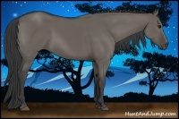 Horse Color:Grullo 