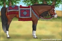 Horse Color:Bay Splash 