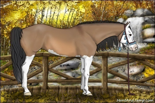 Horse Color:Bay Dun Splash 