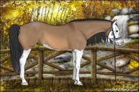 Horse Color:Bay Dun Splash 