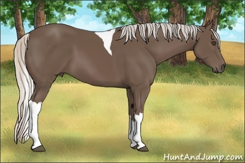 Horse Color:Silver Black Tobiano 