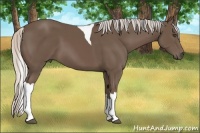 Horse Color:Silver Black Tobiano