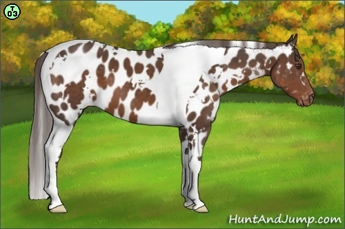 Horse Color:White Spotted Liver Chestnut Tobiano Near Leopard