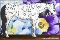 Horse Color:Black Near Leopard 