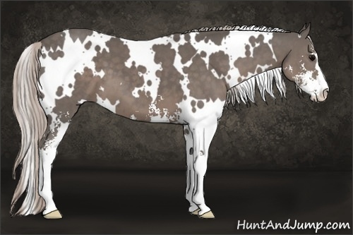 Horse Color:White Spotted Silver Black Sabino 
