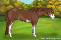 Horse Color:Chestnut Sabino