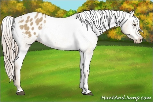 Horse Color:Palomino Appaloosa