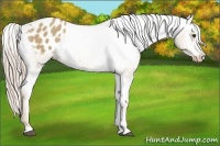 Horse Color:Palomino Appaloosa 