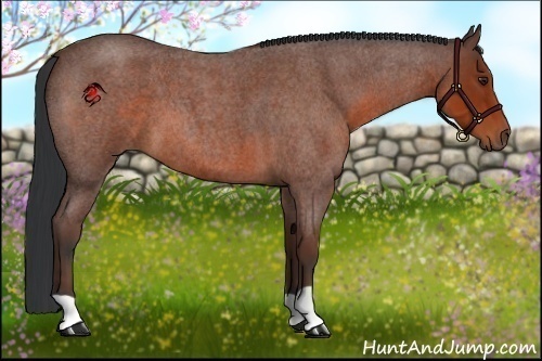 Horse Color:Bay Roan 