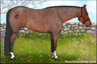 Horse Color:Bay Roan 
