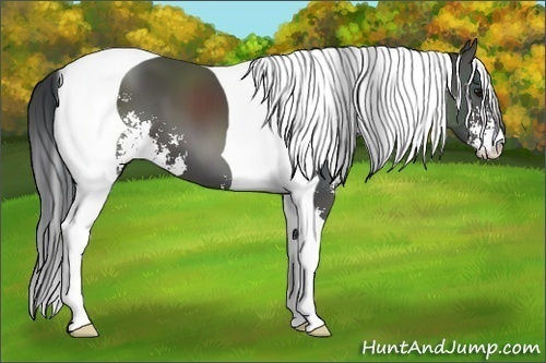 Horse Color:Black Sabino Tobiano 