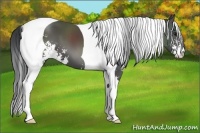 Horse Color:Black Sabino Tobiano