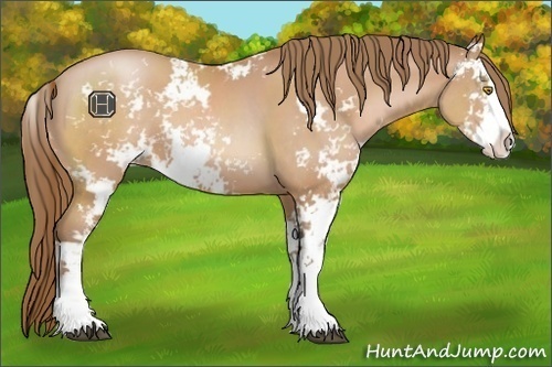 Horse Color:Bay Pearl Sabino 