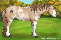 Horse Color:Bay Pearl Sabino