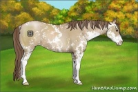 Horse Color:Grullo Pearl Sabino