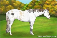 Horse Color:Grullo Pearl Sabino