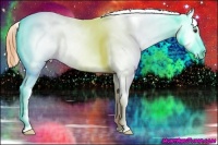 Horse Color:Buckskin Appaloosa