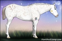 Horse Color:Bay Sabino Splash Snowflake Varnish