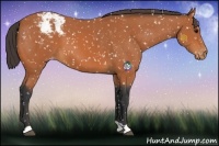 Horse Color:Bay Snowflake Varnish