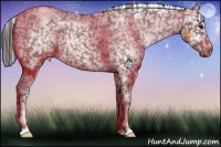 Horse Color:Bay Roan Appaloosa