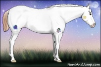Horse Color:Chestnut Sabino Snowflake Varnish 