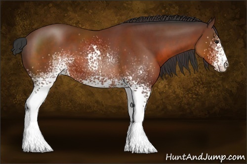 Horse Color:White Spotted Bay 