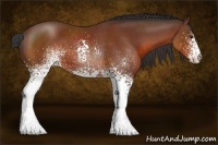 Horse Color:White Spotted Bay