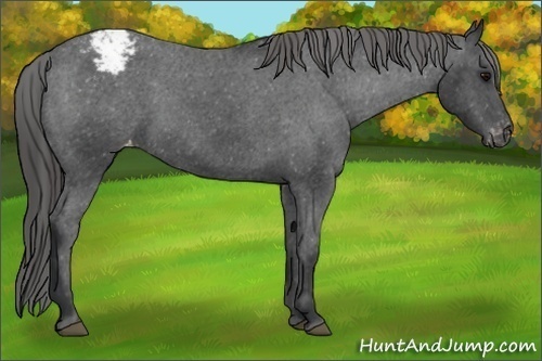 Horse Color:Black Sabino Varnish Rabicano 
