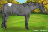 Horse Color:Black Sabino Varnish Rabicano 